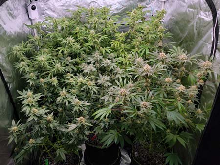 My grow tent full of buds