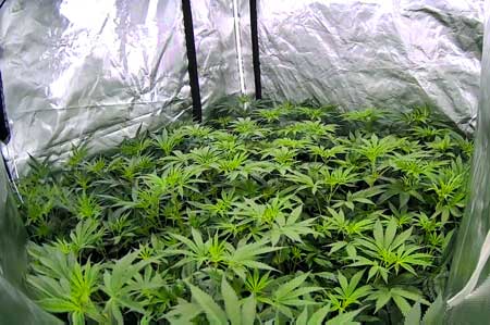 Day 50 (flowering day 5) cannabis plants on webcam