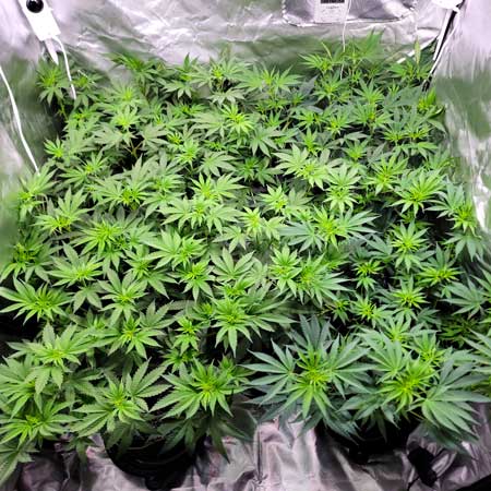 Day 52 (top view) cannabis grow journal - GrowWeedEasy.com