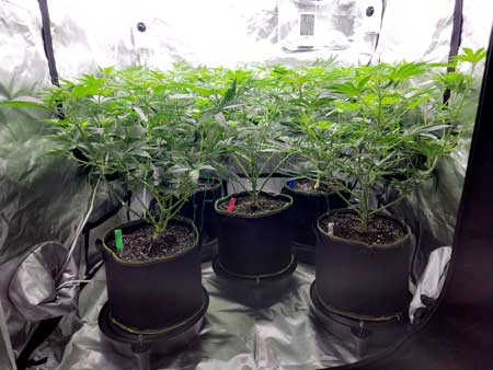 Day 53, Flowering day 8, GrowWeedEasy.com cannabis grow journal (side view)