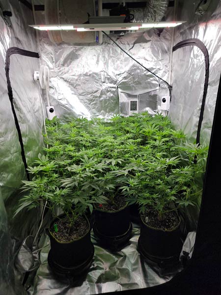 A green, lush cannabis garden