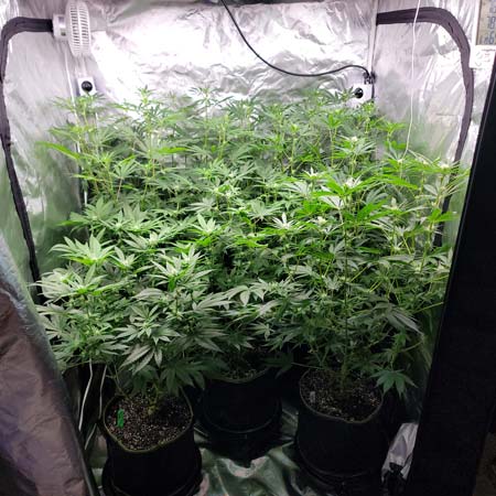 Day 65 (flowering day 20) - GrowWeedEasy.com grow journal with photoperiod cannabis plants