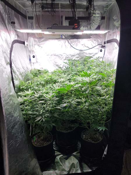 Day 67 of the cannabis grow journal (flowering day 22) - GrowWeedEasy.com