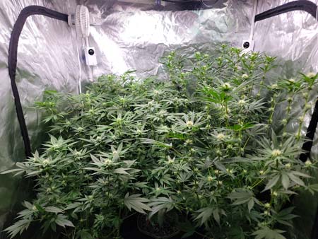 Day 70 in the cannabis grow journal (flowering day 25) - GrowWeedEasy.com