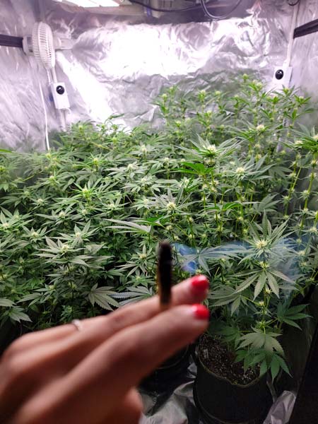 A look at the plants at the end of week 10 (they're 24 days from 12/12 here)