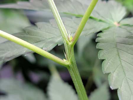 First buds