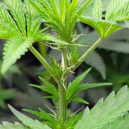 Blue Dream cannabis plant on Flowering Day 12 - Grow Weed Easy photoperiod grow journal