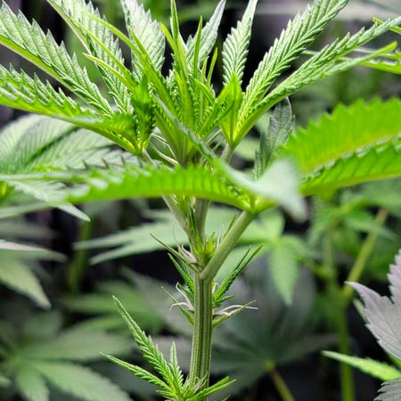 Candy Games #38 by Happy Valley Genetics cannabis plant on Flowering Day 12 - Grow Weed Easy photoperiod grow journal