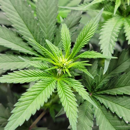 GG4 x Zkittlez cannabis plant on Flowering Day 12 - Grow Weed Easy photoperiod grow journal