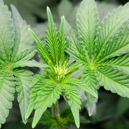 Mandarin Cookies by Ethos Genetics cannabis plant on Flowering Day 12 - Grow Weed Easy photoperiod grow journal