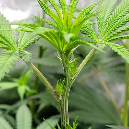 Purple Ghost Candy by Seedsman cannabis plant on Flowering Day 12 - Grow Weed Easy photoperiod grow journal