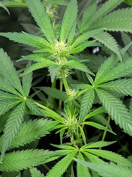 Blue Dream buds - day 18 from 12/12