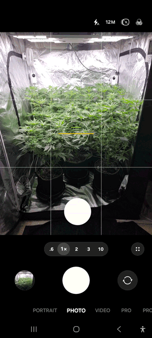A look at the plants at the end of week 9 (they're 18 days from 12/12 here)