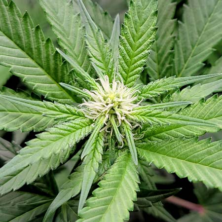 Flowering day 18 - GG4 x Zkittlez - Cannabis bud closeup - GrowWeedEasy.com