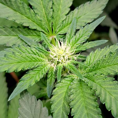 Mandarin cookies bud - day 18 from 12/12