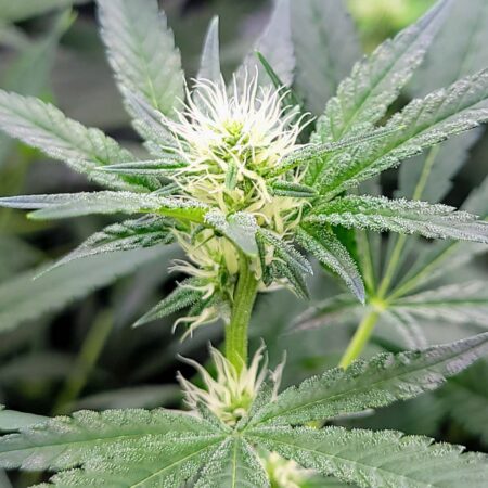 Flowering Day 23 - Blue Dream bud closeup, all white hairs (also called stigmas or pistils)