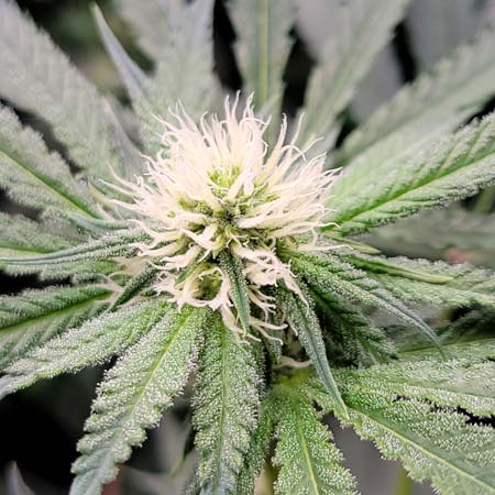 Flowering Day 23 - Candy Games #38 bud closeup, all white hairs (also called stigmas or pistils)