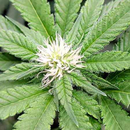 Flowering Day 23 - GG4 x Zkittlez bud closeup, all white hairs (also called stigmas or pistils)