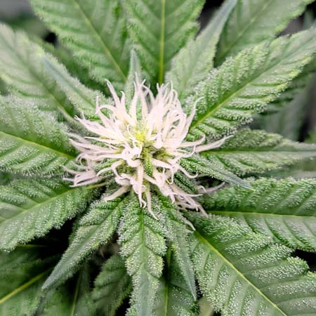 Flowering Day 23 - Mandarin Cookies by Ethos bud closeup, all white hairs (also called stigmas or pistils)