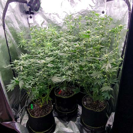 Flowering Day 26 in this cannabis grow journal - GrowWeedEasy.com