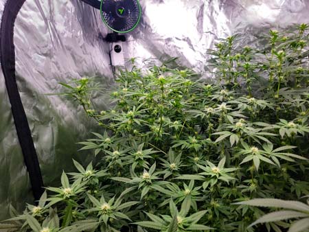 Purple Ghost Candy cannabis plant rising in back from flowering stretch