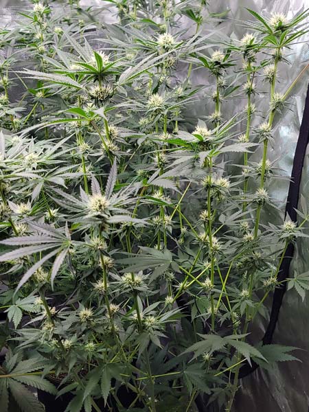 Candy Games stretched a lot after 12/12