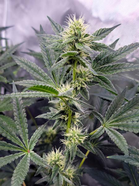 Blue Dream flowering day 33