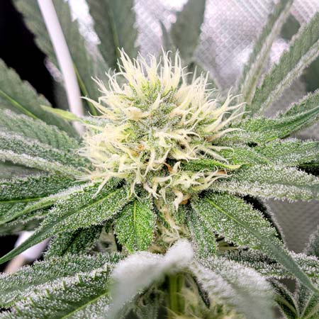 Candy Games #38 on flowering day 33