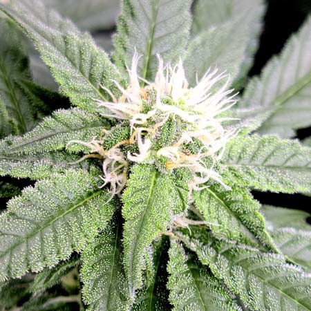 GG4 x Zkittlez buds flowering day 33