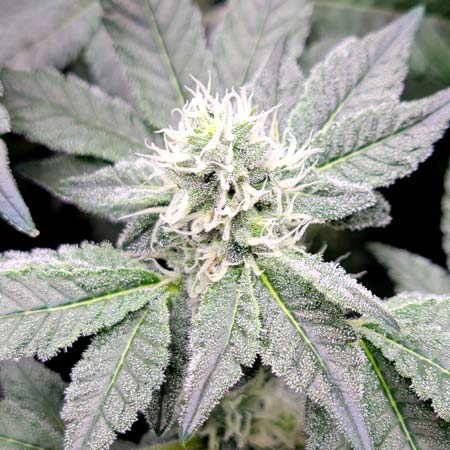 Mandarin Cookies, flowering day 33