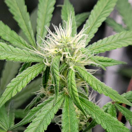 Purple Ghost Candy flowering day 33