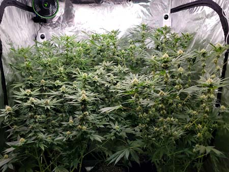 Flowering day 34 in the GrowWeedEasy.com cannabis grow journal