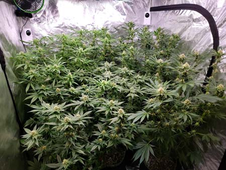 Flowering day 36 - cannabis plants in the grow tent. GrowWeedEasy.com grow journal by Nebula Haze