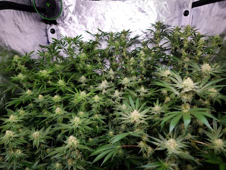 Cannabis flowering stage day 37 - Photoperiod buds developing nicely - GrowWeedEasy.com