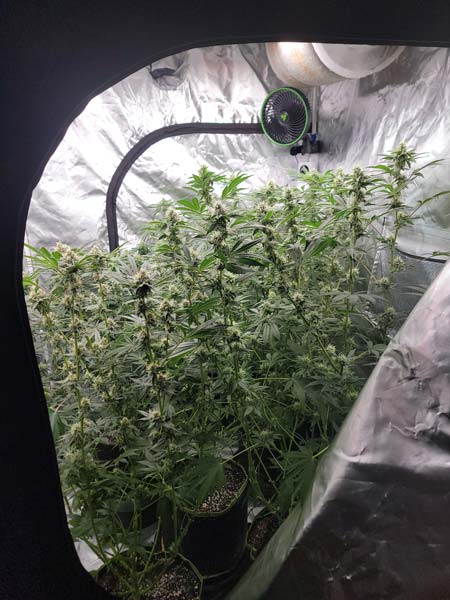 Blue Dream plant flowering day 39 - peeking in grow tent - GrowWeedEasy.com