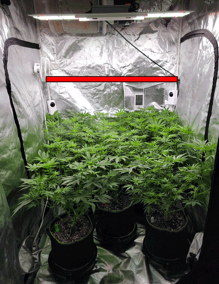 Day 12 through Day 18 after initiating 12/12