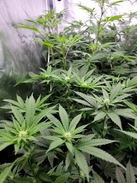 GG4 x Zkittlez vs Purple Ghost Candy cannabis - flowering day 17 - GrowWeedEasy.com grow journal