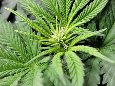 GG4 x Zkittlez - First flowers. 10 days after initiating 12/12