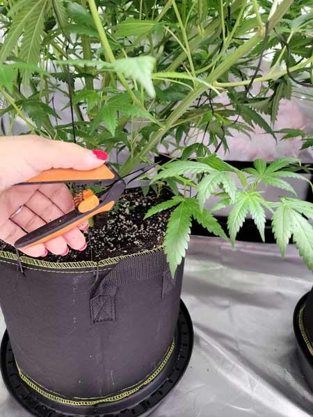 Got Fiskars scissors to trim small stems - Grow Weed Easy