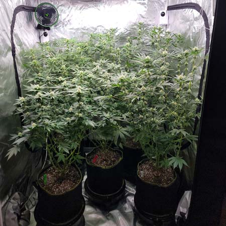 Flowering day 32 in the GrowWeedEasy.com cannabis grow tent journal