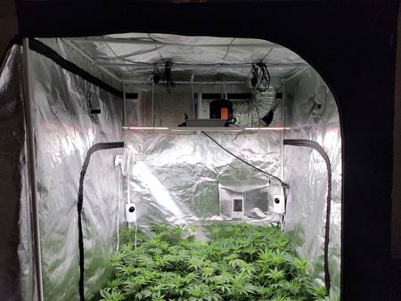 HLG 350 Diablo LED grow light - Cannabis GrowWeedEasy.com grow journal update