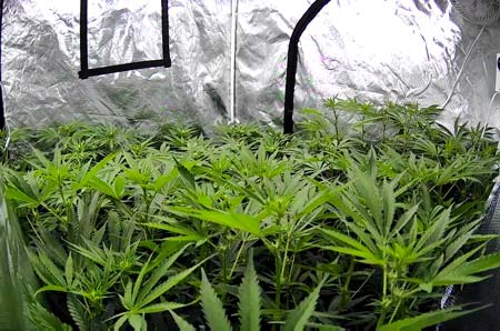 Cannabis leaves seem a bit stressed from high light levels - GrowWeedEasy.com grow journal