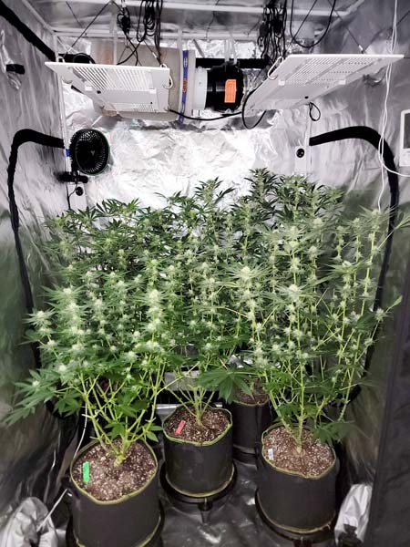 Leaves appear too dark in natural light - Cannabis flowering day 29