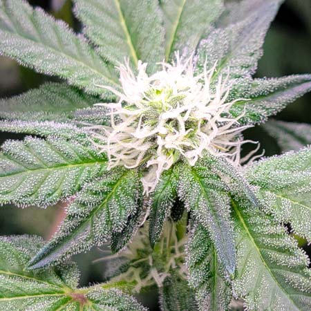 Mandarin Cookies cannabis bud Flowering day 25 closeup with trichomes