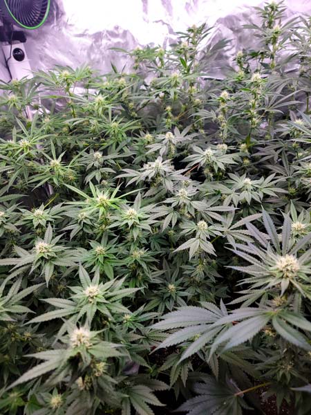 Purples starting to appear