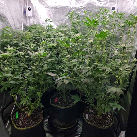 Marijuana grow journal day 69 (flowering day 24) - GrowWeedEasy.com