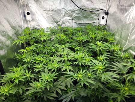 Marijuana plants on Day 62, flowering day 17. Plants look light stressed maybe?