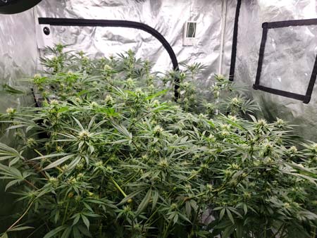 A peak through the other side of the grow tent showing the Purple Ghost Candy up close
