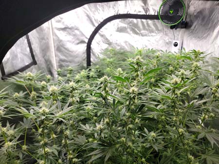 Peak at flowering colas through the side of the growweedeasy.com cannabis grow journal