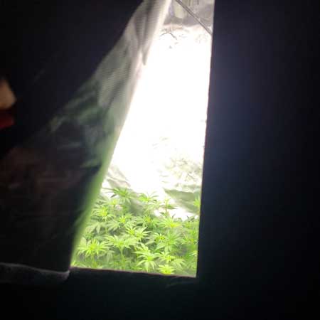 Peeking on the marijuana plants through the grow tent window